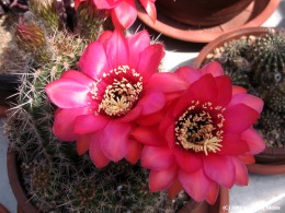 Echinopsis spec.       